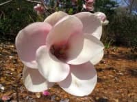 Sample 3 – Magnolia