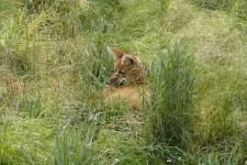 Sample 4 – Red wolf