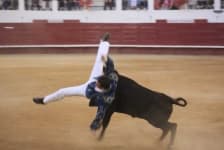 Sample 6 – Bull