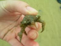 Sample 5 – Rock crab