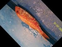Sample 6 – Red mullet