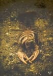 Sample 3 – Crayfish