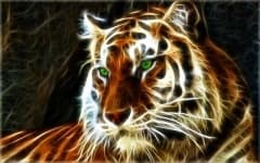 Sample 2 – Tiger