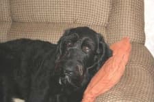 Sample 2 – Giant schnauzer