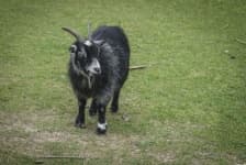 Sample 3 – Goat