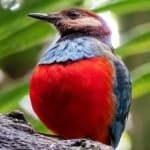 Sample 3 – Red bellied pitta