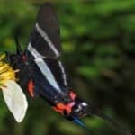 Sample 4 – Metalmark