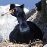 Sample 5 – Red faced cormorant