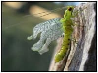 Sample 4 – Lacewing