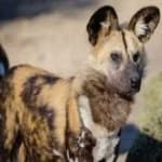 Sample 5 – African wild dog
