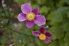 Sample 4 – Japanese anemone