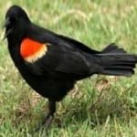 Sample of Red winged blackbird