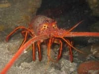 Sample 2 – Spiny lobster