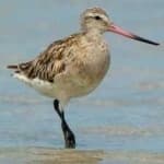 Sample 1 – Bar tailed godwit