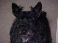 Sample 5 – Scotch terrier
