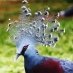 Sample 1 – Crowned pigeon
