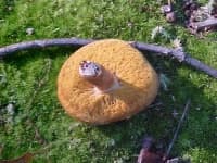 Sample 5 – Bolete