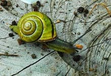 Sample 2 – Snail