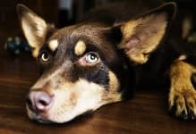 Sample 2 – Kelpie