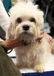Sample 1 – Dandie dinmont