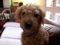 Sample 3 – Lakeland terrier