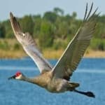 Sample 1 – Sandhill crane