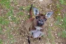 Sample 4 – Kangaroo