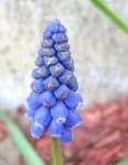 Sample 5 – Grape hyacinth