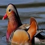 Sample 2 – Mandrin duck