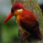 Sample 3 – Rufous kingfisher