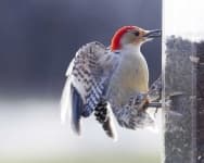 Sample 6 – Woodpecker