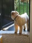 Sample 4 – Soft coated wheaten terrier