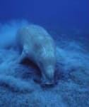 Sample 3 – Dugong