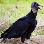 Sample 2 – Black vulture