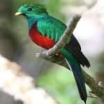 Sample 3 – Quetzal