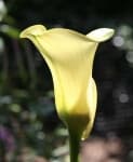 Sample 3 – Giant white arum lily