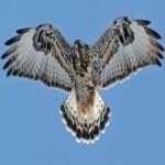 Sample 4 – Rough leg buzzard