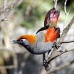 Sample 3 – Red tailed thrush