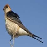 Sample 5 – Stripped swallow