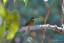 Sample 5 – Jacamar