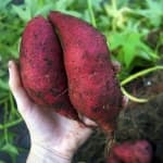 Sample 1 – Sweetpotato