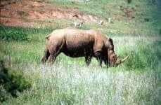 Sample 1 – Rhino