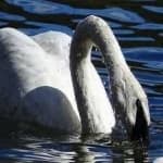 Sample 6 – Trumpter swan