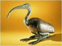 Sample 1 – Ibis