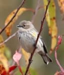 Sample of Warbler