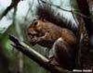 Sample 3 – Fox squirrel