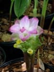 Sample 3 – Siam tulip