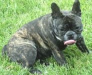 Sample 4 – French bulldog