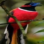 Sample 6 – Red naped trogon