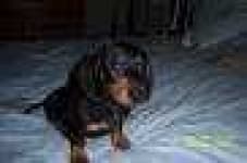 Sample 2 – Affenpinscher